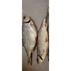 B280 ONIORS ROACH DRIED ( APP. 3 KG IN BOX) PRICE PER KG