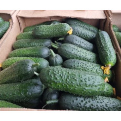 U023 OGOREK GRUNTOWE (10 KG) PRICE PER KG / ORDER BY BOX