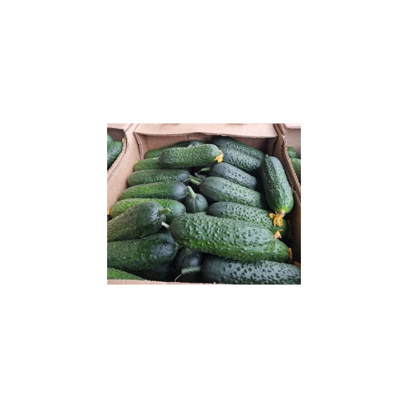U023 OGOREK GRUNTOWE (10 KG) PRICE PER KG / ORDER BY BOX