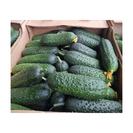 U023 OGOREK GRUNTOWE (10 KG) PRICE PER KG / ORDER BY BOX