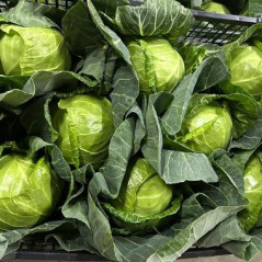 U130 WHITE CABBAGE NEW CROP SIZE 6