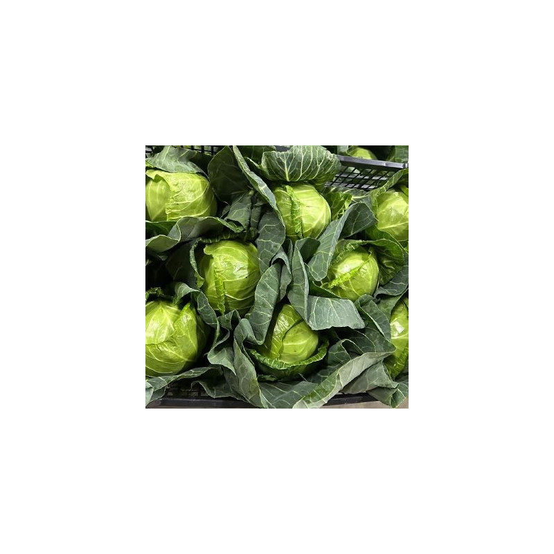 U130 WHITE CABBAGE NEW CROP SIZE 6