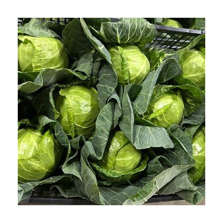 U130 WHITE CABBAGE NEW CROP SIZE 6