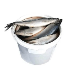 B267 ONIORS LIGHTLY SALTED HERRING 4KG BUCKED( PRICE PER KG)