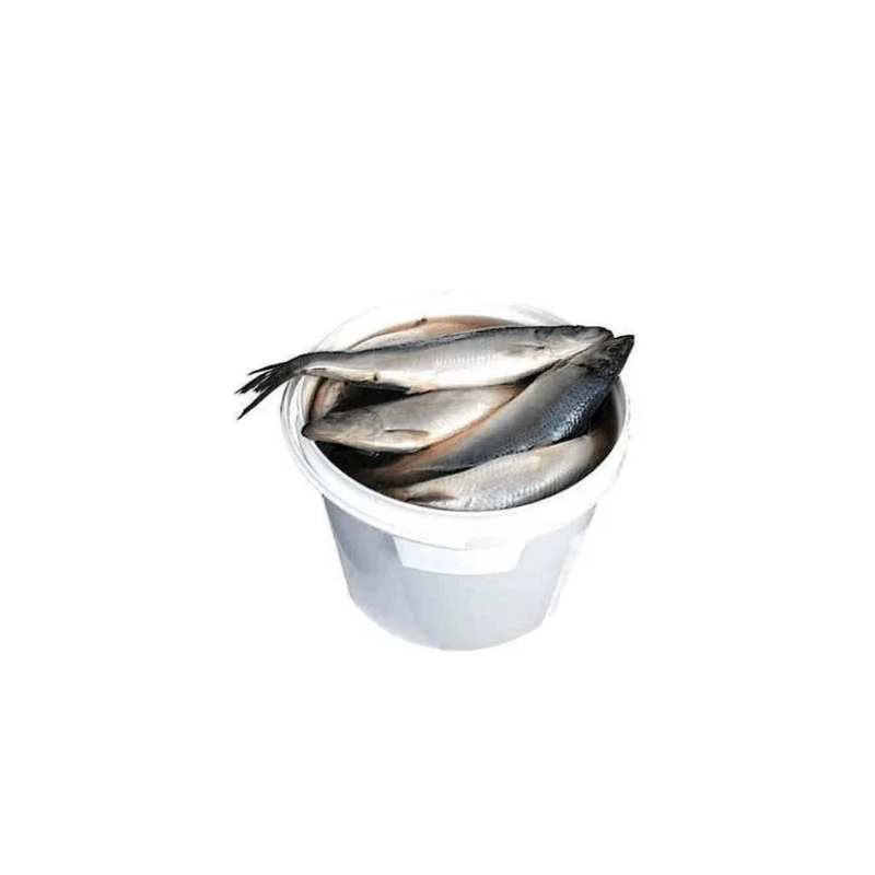 B267 ONIORS LIGHTLY SALTED HERRING 4KG BUCKED( PRICE PER KG)