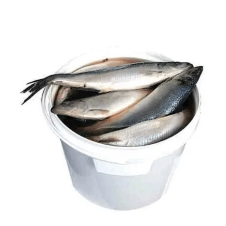 B267 ONIORS LIGHTLY SALTED HERRING 4KG BUCKED( PRICE PER KG)